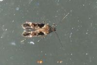 Caryocolum tricolorellum
