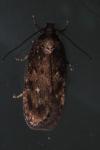 Depressaria albipunctella