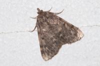Aglossa pinguinalis