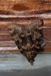 Aglossa caprealis