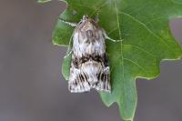 Calophasia lunula