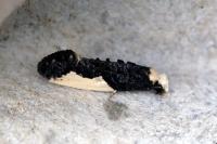 Monopis monachella