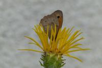 Maniola jurtina