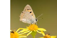 Lycaena phlaeas