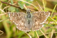 Pyrgus armoricanus