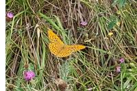 Argynnis paphia