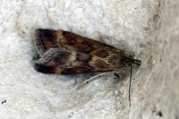 Pyrausta despicata