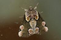 Thyatira batis
