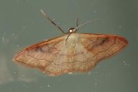 Idaea rubraria