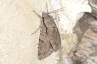 Acronicta sp (psi/tridens)