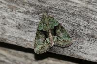Cryphia algae