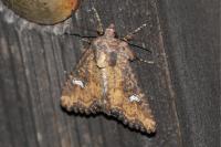 Mesapamea secalella/secalis