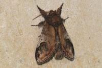 Notodonta ziczac