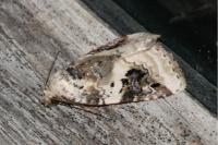 Pseudeustrotia candidula
