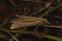 Ancylolomia tentaculella