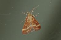 Pyrausta despicata