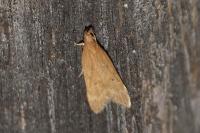 Helcystogramma lutatella