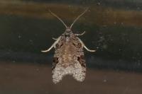 Apotomis semifasciana