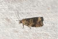 Celypha lacunana