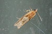 Eucosma