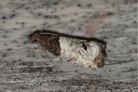 Notocelia roborana