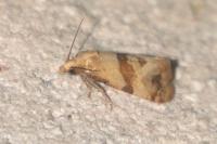 Phalonidia contractana