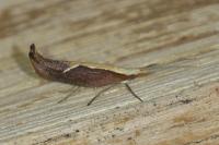 Ypsolopha dentella