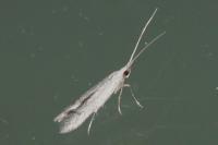 Coleophora hemerobiella