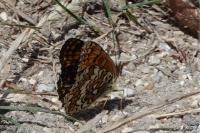 Melitaea phoebe