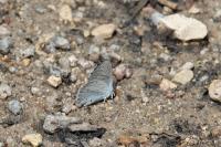 Celastrina argiolus