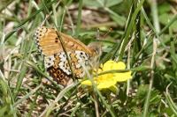 Melitaea cinxia