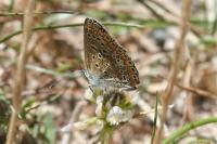 Polyommatus icarus
