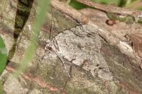 Catocala electa