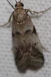 Acrobasis sp (glaucella/falouella)