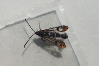 Synanthedon conopiformis