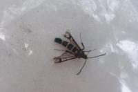 Synanthedon conopiformis