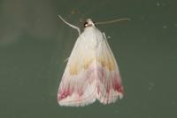 Eublemma purpurina