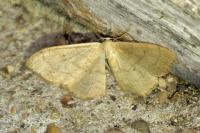 Idaea straminata