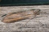 Cucullia umbratica