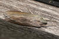 Cucullia umbratica