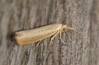 Agriphila straminella