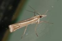 Ancylolomia tentaculella