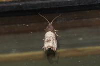 Notocelia roborana