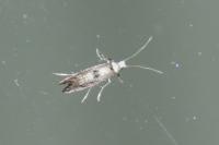 Paraswammerdamia albicapitella