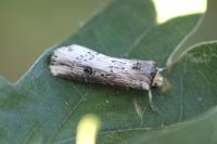 Axylia putris