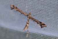 Amblyptilia acanthadactyla
