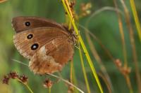 Minois dryas