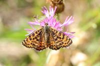Melitaea didyma