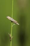 Crambus pascuella