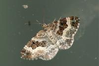 Epirrhoe alternata